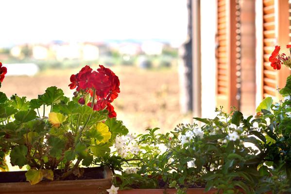 Agriturismo Bellarosa Assisi Exterior photo